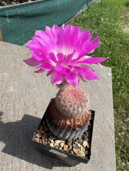 Preview: Echinocereus rigidissimus var. rubrispinus